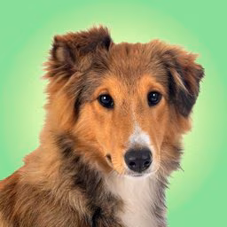 Best Dog Dematting & Detangling Sprays